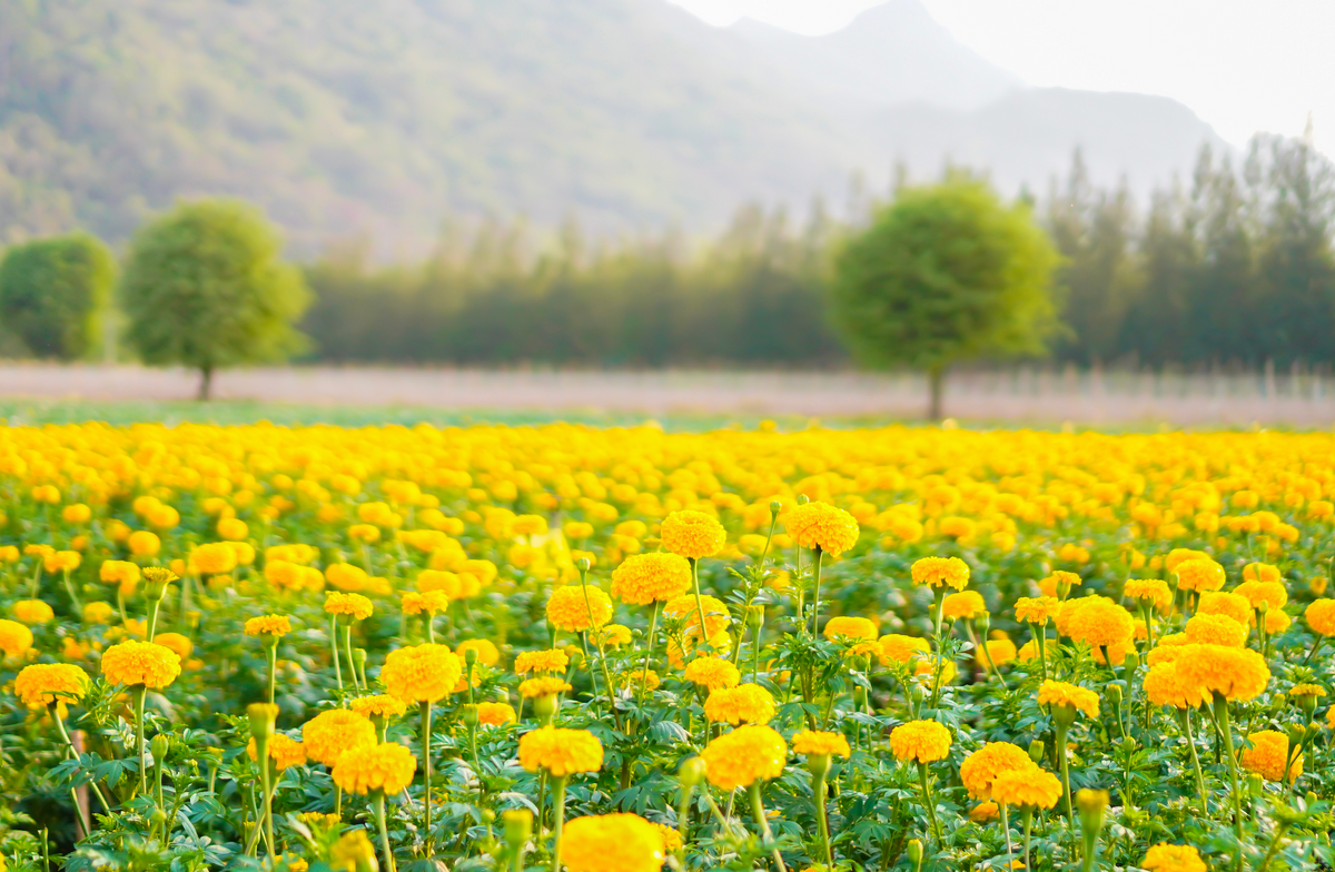 Field of bright yellow marigold flowers